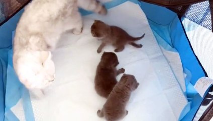 Check out our new collection of cute cats