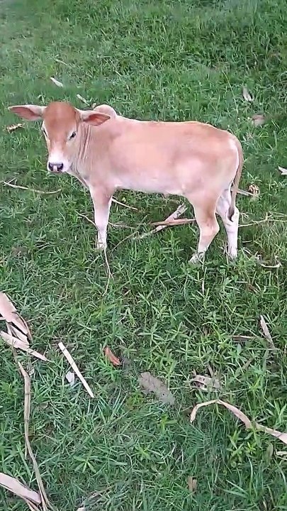 Most cutest baby cow video