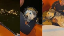 İzmit Körfezi açıklarındaki köpek, botla kurtarıldı