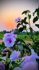 NATURAL VIEW,VILLAGE LIFE