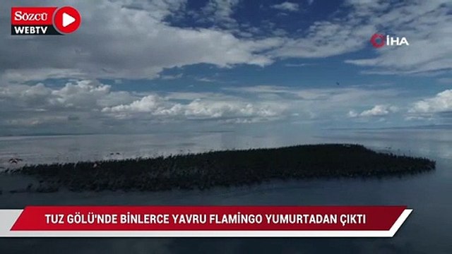 Tuz Gölü’nde binlerce yavru flamingo yumurtadan çıktı