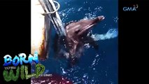 Incredible rescues of dolphin and sea turtles | Born to be Wild