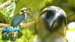 Saving the Philippine eagle and the Samar hornbill | Born to be Wild