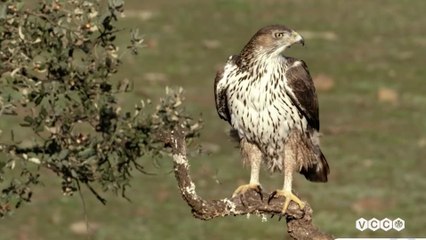 Màn tán tỉnh của Đại bàng má trắng | Thế giới động vật HD Thuyết minh | Nature VCC