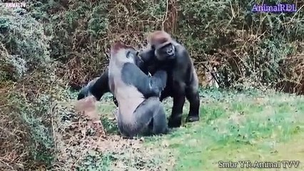 Romantis kingkong || Kingkong kawin