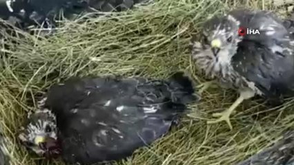 Iğdır'da bulunan yavru kartallar korumaya alındı