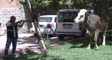 DİYARBAKIR'DA KAÇAN BOĞA, SAKİNLEŞTİRİCİ İĞNEYLE YAKALANDI