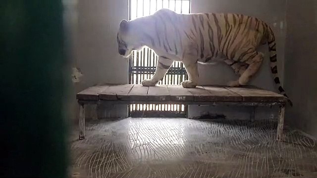 Nahargarh Bio Park- 33 माह में पांच बाघ और पांच शेरों की मौत