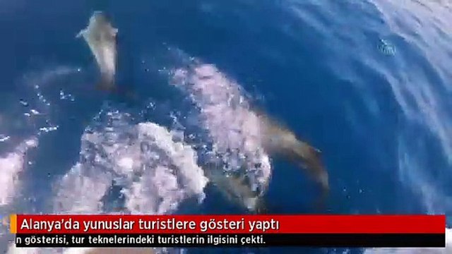 Alanya'da yunuslar turistlere gösteri yaptı