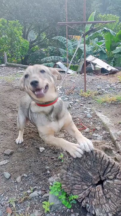 Aspin Dog