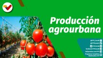 Cultivando Patria | Seis mil kilos de tomate obtiene el conuco urbano de la U.E. Virginia de Ruiz