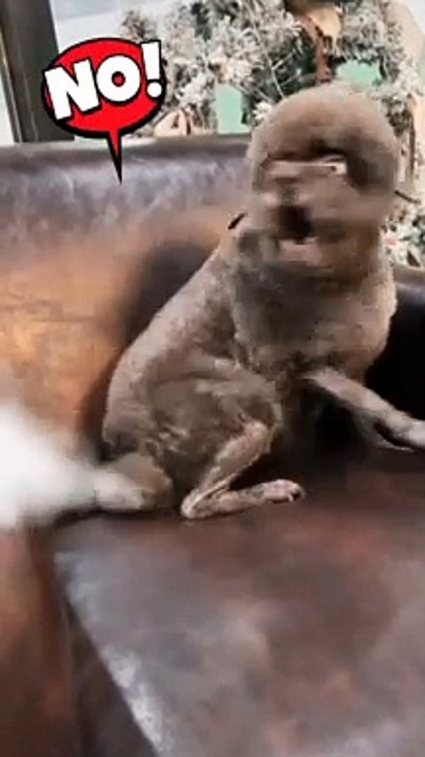 Funny pets video