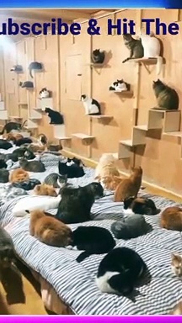 Pets funny videos