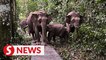 Damage 'welcomed' as over 100 elephants 'visit' Sabah research centre