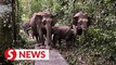 Damage 'welcomed' as over 100 elephants 'visit' Sabah research centre