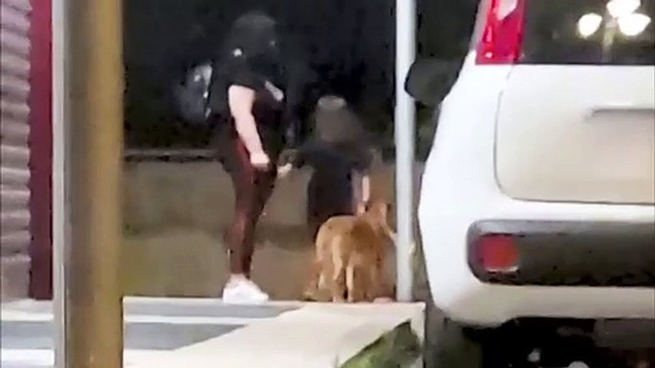 Abbandona il cane a un palo tra i pianti del figlio. Donna denunciata