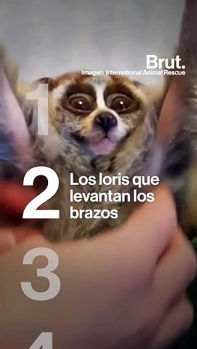 ¿Qué se esconde detrás de estos "tiernos" vídeos?