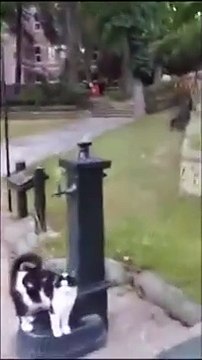 Aller, aide-moi humain... Petit chat assoiffé