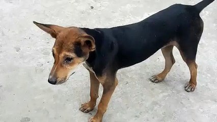Dog video