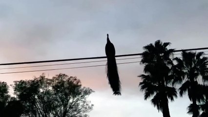 Peacock takes flight