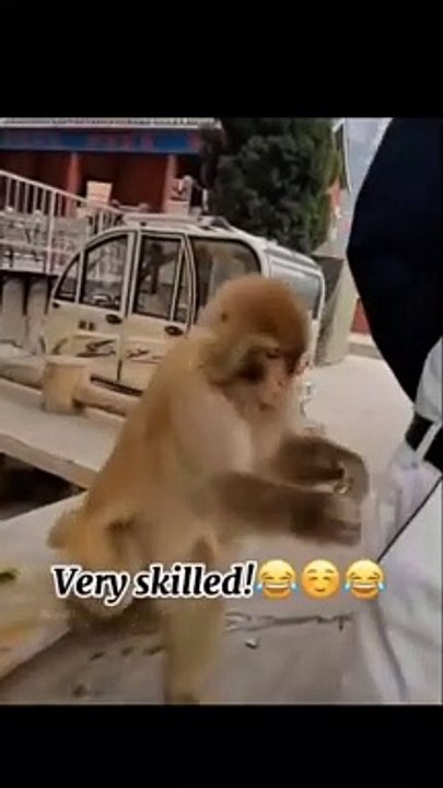 Very talented cute monkey