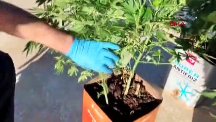 ADIYAMAN'DA SON 6 AYDA UYUŞTURUCU TİCARETİNE 72 TUTUKLAMA