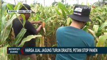 Petani Jagung di Jember Pilih Tidak Memanen Lahan Seluas 30 Hektar, Ini Alasannya!