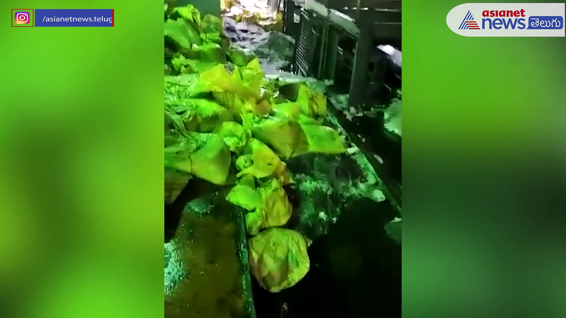 రామగుండం ఎరువుల కర్మాగారంలోకి వర్షపు నీరు... 80వేల బస్తాల యూరియా నీటిపాలు