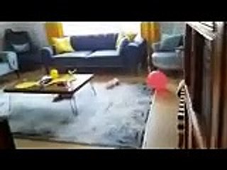 mustafa sandal damar