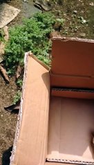 Day Old Chick ,,. Cara Memisahkan Anak Ayam Baru' Menetas Agar Induknya Cepat Bertelur Kembali