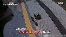 [INCIDENT] Rescue the duck family on the road!, 생방송 오늘 아침 220711