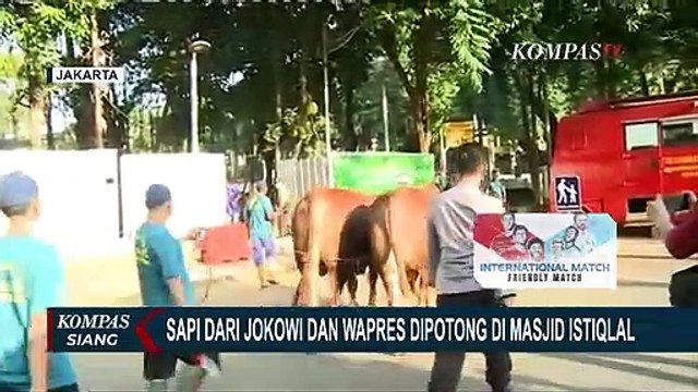 Hari ini, Sapi Kurban Milik Presiden Jokowi dan Wapres Maruf Amin Disembelih di Masjid Istiqlal
