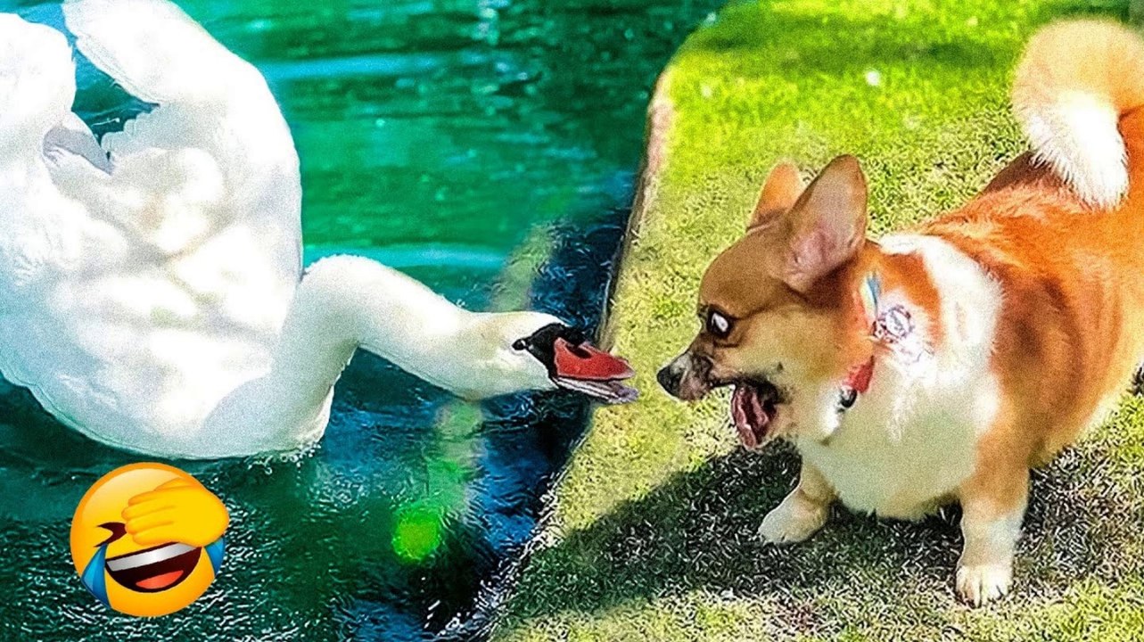 Best Funny Animal Videos 2022  - Funniest And Cute Dogs And Cats Videos