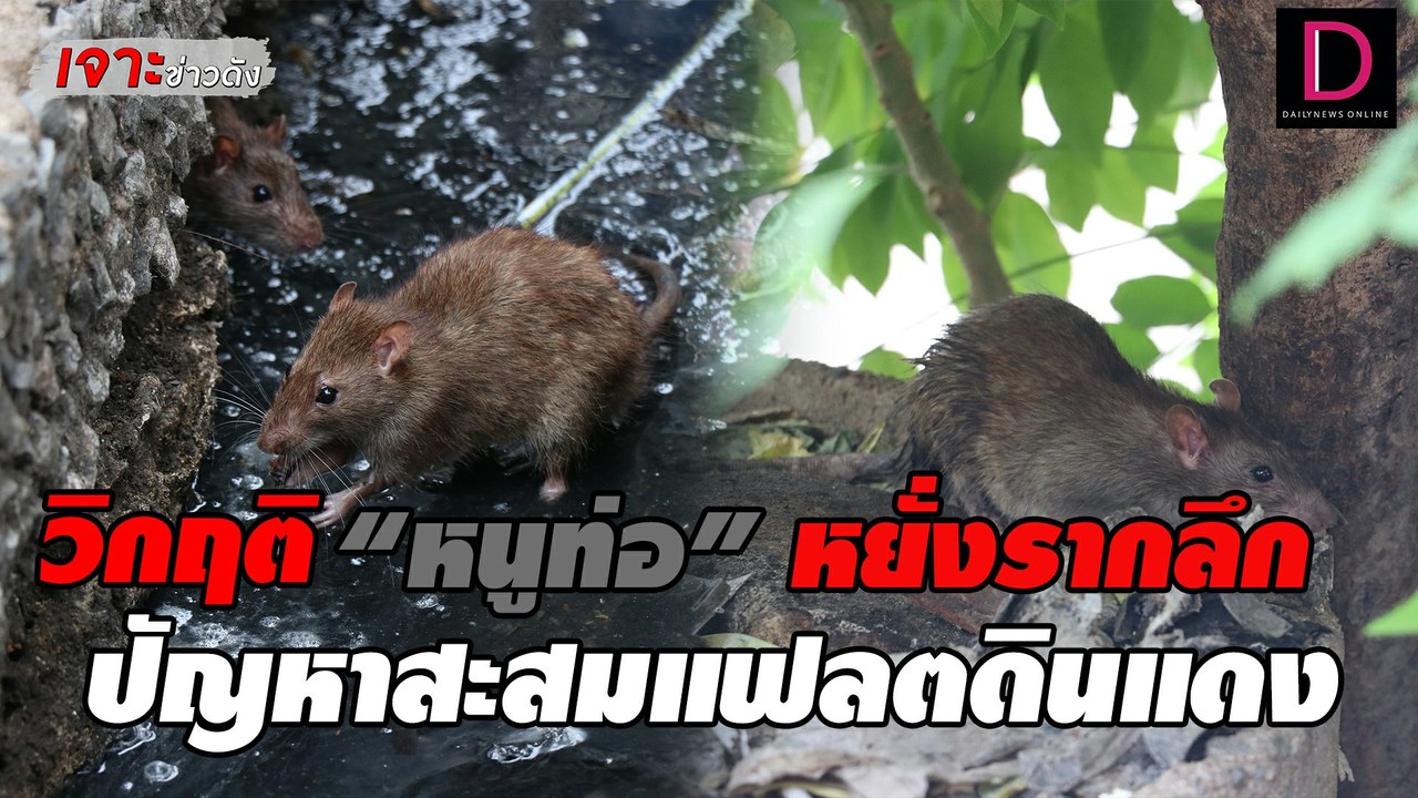 วิกฤติ “หนูท่อ” หยั่งรากลึก ปัญหาสะสมแฟลตดินแดง ไร้ทางออก | เจาะข่าวดัง เดลินิวส์ 11/07/65
