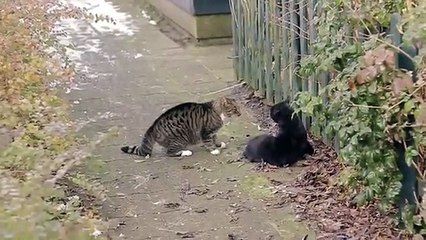 Big cats fight. Funny cat video.