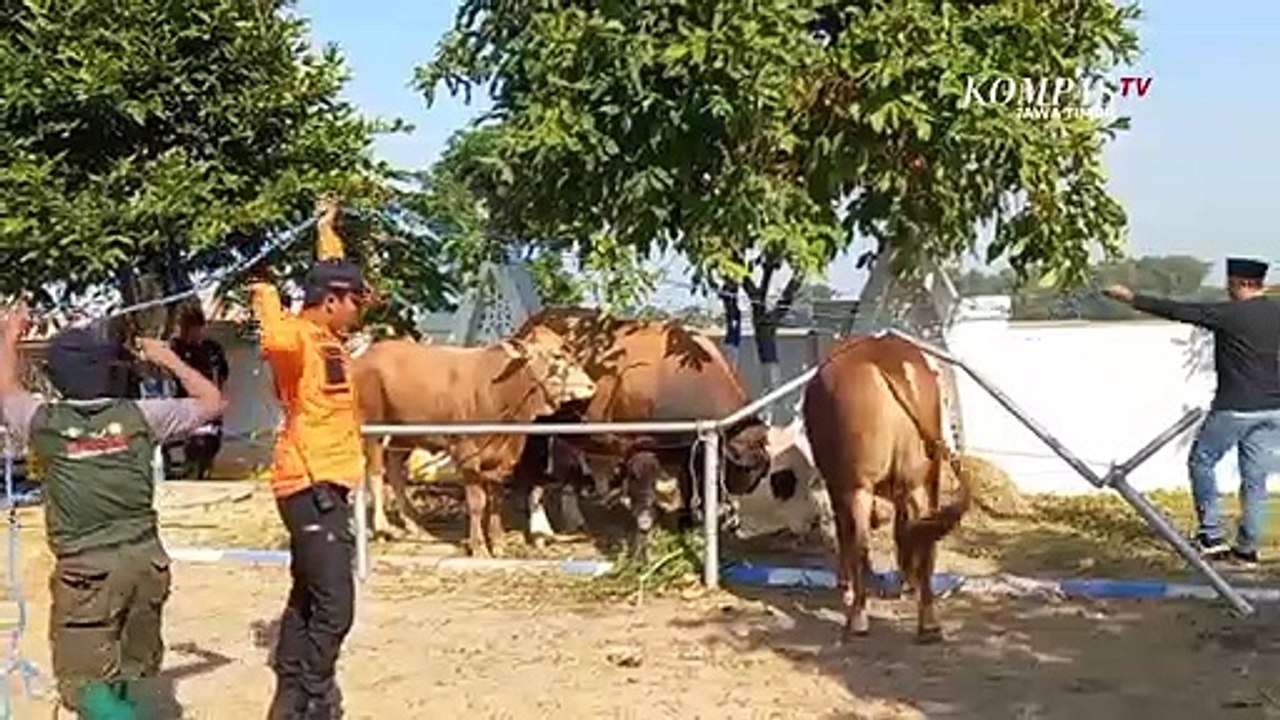Sapi Jenis Limosin dari Pakde Karwo Ngamuk di Madiun