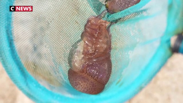 Tourisme : les méduses envahissent les plages de Méditerranée