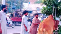 Dangerous Cow Run Away _ Heavy bull Run away _ BAKRA Eid 2022 _ BAKRA mandi Pakistan _ Angry Bull