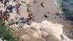 EUA. Leões-marinhos perseguem banhistas numa praia em San Diego