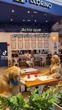 Funny Animal Videos Dog very special guest