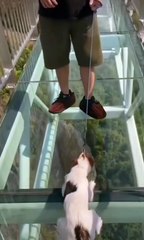 Funny Animal Videos dog can get a shock