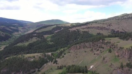 Kars ormanlarındaki fotokapanlar bilimsel çalışmalara ışık tutuyor