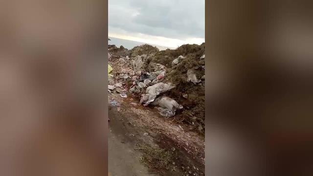 Rize'de, Sahil Dolgu Alanına Açılan Kuyulara Evsel Atık ve Kurban Atığı Döküldüğünü İddia Eden Muhtar Sarıhan: Kuyular Kazılarak Gömülüyor.