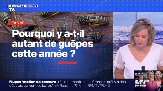 Pourquoi y a-t-il autant de guêpes cette année ? BFMTV répond à vos questions