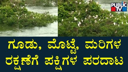 ರಂಗನತಿಟ್ಟು ಪಕ್ಷಿಧಾಮದಲ್ಲಿರುವ 40ಕ್ಕೂ ಹೆಚ್ಚು ನಡುಗಡ್ಡೆಗಳು ಮುಳುಗಡೆ | Ranganathittu Bird Sanctuary
