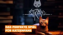 „Stray“: das perfekte Spiel für Katzenliebhaber