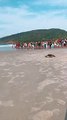 Tartaruga-verde volta ao mar em Florianópolis