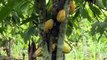 Production de Cacao : l'Initiative Cacao Côte d'Ivoire-Ghana met en place des actions pour le bien-être des producteurs