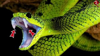 What Happens to Your Body When a Snake Bites You