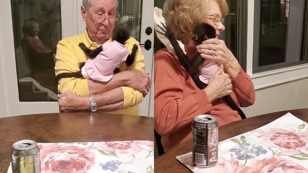 'Little monkey becomes super friendly with her human grandparents on their first meeting'